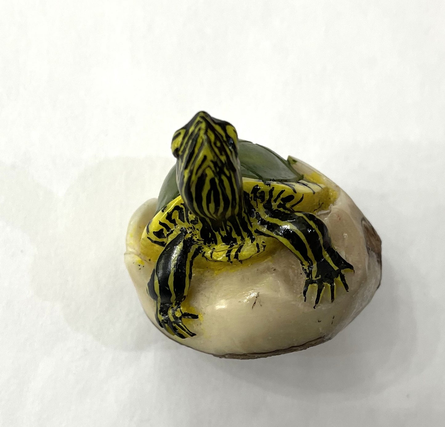 Turtle Tortoise Tagua Carving Rainforest Panama