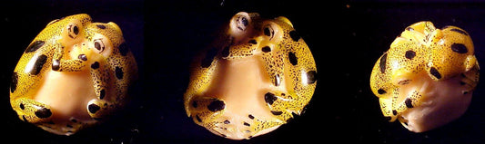 Wounaan Indian Double Frog Tagua Carving-Panama 21043032L