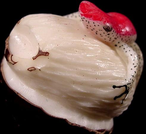 Wounaan Indian LARGE Frog Tagua Carving-Panama 21042702L