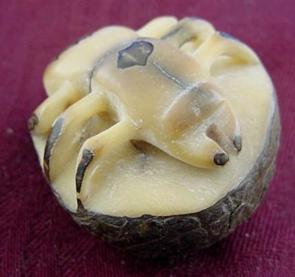 Wounaan White Insect Bug Tagua Nut Carving-Panama 21021942L