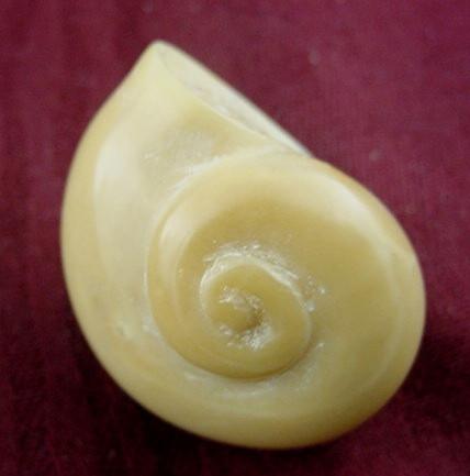 Wounaan White Snail Shell Tagua Nut Carving-Panama 21021939L