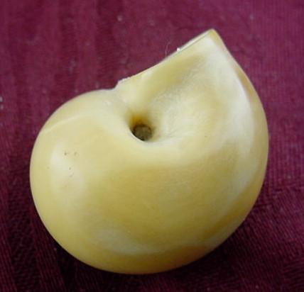 Wounaan White Snail Shell Tagua Nut Carving-Panama 21021939L