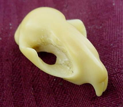 Wounaan White Neque Skull Tagua Nut Carving-Panama 21021938L