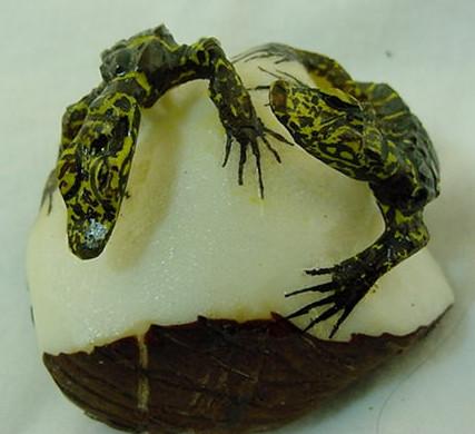 Wounaan Two Alligator Crocodile Caiman Tagua Nut Carving-Panama 21031125L