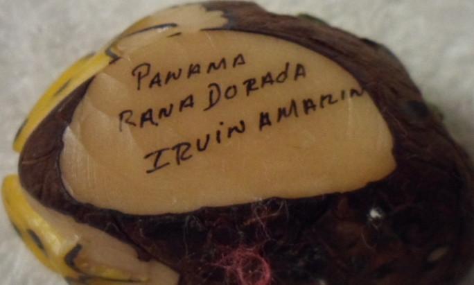 Wounaan Embera Poison Dart Frog Tagua Carving-Panama 16022717L