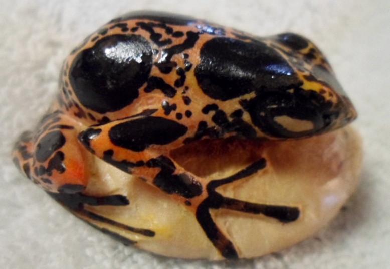 Wounaan Embera Poison Dart Frog Tagua Carving-Panama 16030114L