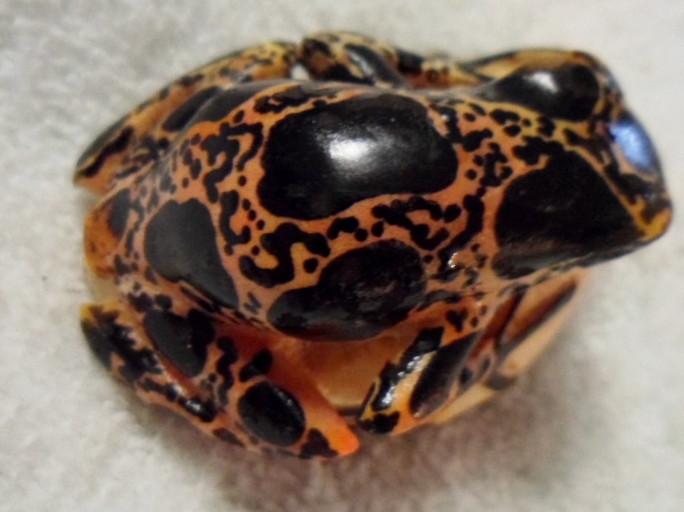 Wounaan Embera Poison Dart Frog Tagua Carving-Panama 16030114L