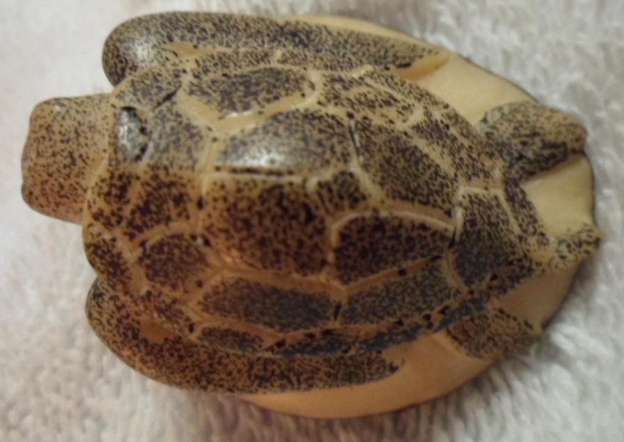 Wounaan Embera Turtle Tagua Carving-Panama 16080401M