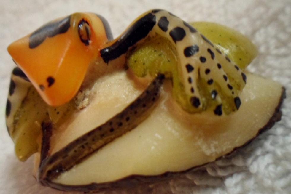 Wounaan Embera Poison Dart frog Tagua Carving-Panama 16083015L